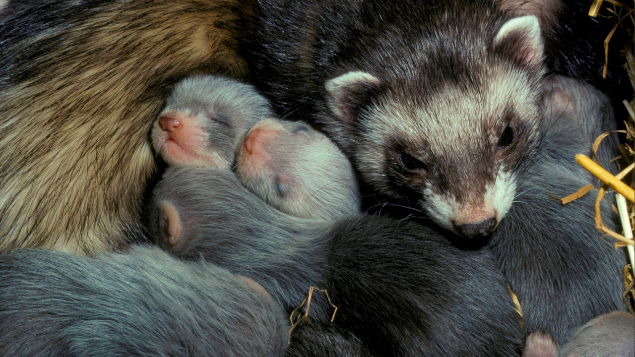 An adult ferret with baby ferrets