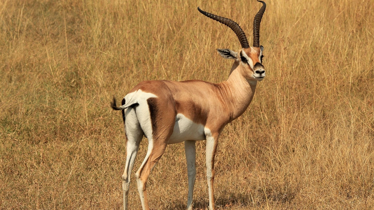 Gazelle on African savannah Gazelle on African savannah
